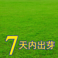 珂玮  草坪种子美国四季青四季常青低矮别墅庭院少修剪果岭草高羊茅狗牙根耐寒护坡草籽 天堂草(耐寒耐热)1斤