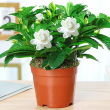 栀子花盆栽花卉植物室内带花苞枝枝花绿植浓香阳台四季开花好养 小号栀子花【简易盆】+肥料 含盆