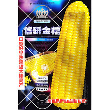 信研彩糯蜜彩甜糯玉米种子色泽靓丽甜糯可口高产抗病农家春秋播种 信研金糯原装40克x2袋