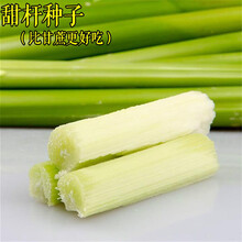 甜高粱种子春夏秋播种甜杆芦粟种子茎杆甘甜汁多 半斤