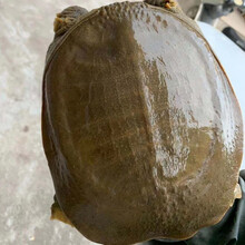 鲜美惊 外塘放养外塘生态甲鱼活体青黄王八鱼老鳖甲鱼活体食用王八包活 1.7-2.2斤老鳖仅25只