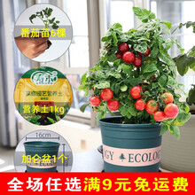 矮生小番茄盆栽苗西红柿苗带盆樱桃水果四季菜苗阳台苗秧蔬菜苗 红矮生加仑盆种植套餐