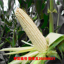 凤鸣雅世  甜糯玉米种子批发甜玉米种籽甜糯水果种子四季甜粘农家糯春季夏水果玉米种子盆栽菜种子玉米籽种 农科玉336白甜糯玉米种子200克约800粒左右