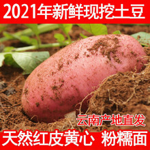 【现挖现发】云南黄心红皮小土豆当季新鲜蔬菜5斤批发大号马铃薯洋芋 大红皮土豆 5斤装
