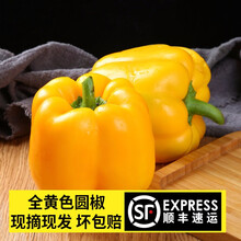 顺丰 新鲜圆椒五彩椒菜椒圆椒绿色七彩甜椒 灯笼椒红椒黄椒 健康轻食 2斤（全黄色）