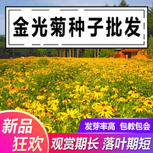 山谷里的居民 金光菊种子黄金菊种子永生菊种子多年生花草种子四季易活花种籽子 金光菊种子一斤