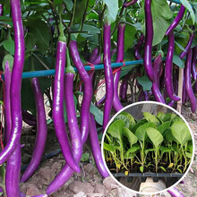 寿禾 茄子苗种苗杭茄长茄鸡蛋茄白茄嫁接黑茄山东寿光优质蔬菜苗春季秧苗种苗 杭茄线茄苗 5棵