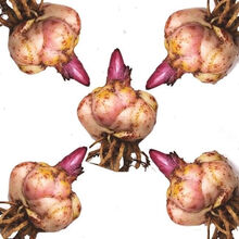 香水百合花种子室内外百合花种球带芽盆栽花卉鲜花1颗2颗3颗20颗 5颗随机颜色+盆+土+肥