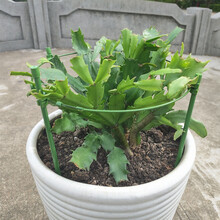 蟹爪兰支架一层单层加粗新款兰花支撑架爬藤护叶架芦荟园艺小架子 管型四腿伸缩花架1个 无搭配 中等