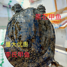 鲜美惊 野养外塘放养黑花甲鱼活王八老鳖元鱼团鱼批发送礼包活 4斤外塘黑花甲鱼