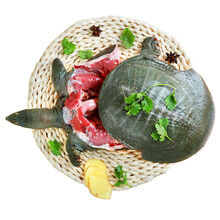 沉鱼落雁现杀鸽子甲鱼足龄乳鸽养殖新鲜鲜活宰杀食用水产 甲鱼+火锅底料 1斤规格鲜活宰杀