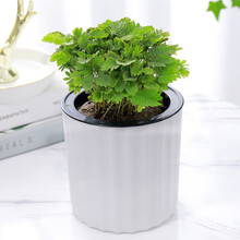 花喜鹊 盆栽花卉新奇花草 含羞草盆栽 含羞草苗子 一碰就害羞 含羞草小盆栽趣味植物 含羞草【白色竖纹吸水盆】1盆