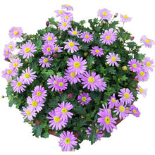 荷兰菊种子 阳台庭院花卉种子蓝紫色纽约紫菀花多年生宿根耐寒花籽 农民老史 荷兰菊种子200粒