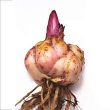 花无痕 百合花种球 带芽香水百合种球 百合花种子球根百合花卉百合植物百合盆栽 百合种球1个（不含盆土） 含盆