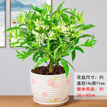 banliannu 夜来香盆栽室内四季好养易活客厅香草植物开花浓香花卉树苗 彩瓣、四年夜来香 【陶粒和肥料】 带盆栽好