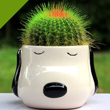 仙人掌防辐射办公室内桌面仙人球金琥多肉植物仙人掌客厅盆栽花金冠绿植-HKML 大耳狗仙人球【营养土肥料】 含盆