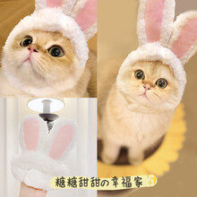 网红宠物猫咪兔耳朵狮子头套兔子猫猫帽子可爱生日圣诞节头饰装扮 兔耳朵(通码) 猫狗通用款