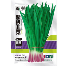 百萌（BAI MENG）蔬菜种子独根红韭菜紫根  韭菜籽 韭菜韭黄种子韭苔韭菜籽四季红根菜籽春季播种 紫根韭菜种子 20克 厂商封装