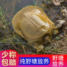 野外放养甲鱼鲜活食用海活体黄背王八外塘生态老鳖甲鱼 1.5斤到1.8斤野塘精品公甲鱼