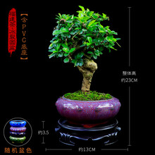 小叶福建茶小树桩盆景室内桌面绿植花卉盆栽防辐射办公室植物送礼 小老桩福建茶（石湾圆盆-随机色）+pvc底座