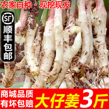 （顺丰速发）嫩姜 新鲜生姜 大仔姜 红芽子姜泡醋姜 四川大仔姜3斤【推荐】