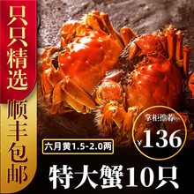 六月黄大闸蟹8-16只【包活-顺丰冷链】舔鲜生鲜螃蟹活体实物河湖蟹清水大闸蟹 【只只带黄】16只装(2.0-1.5两)