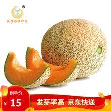 凤鸣雅世蔬菜种子进口网纹甜瓜种子 哈密瓜巴黎仕甜瓜特密仕甜瓜种子日本阿鲁斯甜瓜种子盆栽水果种籽 巴黎仕果肉橙红色日本阿鲁斯网纹甜瓜种子10粒