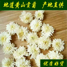 21新花白菊花茶 黄山贡菊花新花杭白菊茶胎菊王茶 2罐装组合