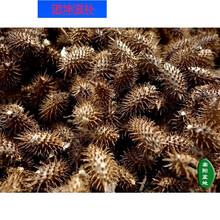 伟博中药材正宗野生苍耳种子成熟苍耳子鼻苍耳草毛苍子多规格 500克野生苍耳