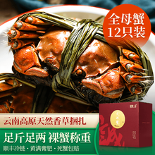 【活蟹】诚蟹一品 大闸蟹鲜活 全母蟹12只装 螃蟹生鲜现货特大 中秋国庆节日水产礼盒 全母蟹2.3-2.5两 12只