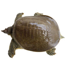 冷藏发货  大甲鱼外塘放养活体鲜活王八中华龟鳖苗  欧林醉尔 快来抢4斤(2只合计4斤)