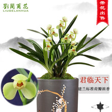 刘阁兰花苗 建兰矮种荷瓣珍品 君临天下 现带花苞 兰草室内绿植花卉盆栽 4苗连体带花