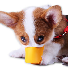 狗嘴套防咬狗狗口罩狗套防叫器防乱吃止吠罩宠物小大型泰迪神器鸭 黄色 S号(建议4-9斤)小体型幼犬