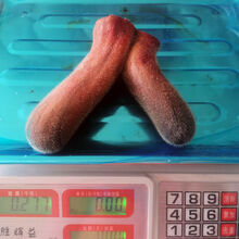 鲜鹿茸整只枝泡酒茶梅花鹿茸头茬二杠东北长白山切连刀鹿茸片煲汤 277克--整枝鲜鹿茸图片实拍