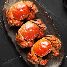 【活蟹】大闸蟹特大鲜活淡水公母蟹六月黄大螃蟹海鲜水产蟹类 普米加罗 六月黄(2.5-2.9两)8只