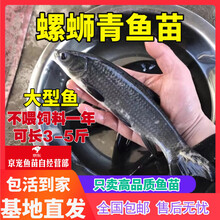 螺蛳青鱼苗淡水养殖特大型食用乌黑皖鱼草鱼苗太湖青鱼苗青草鱼苗 小螺蛳青1.5-3厘米50条