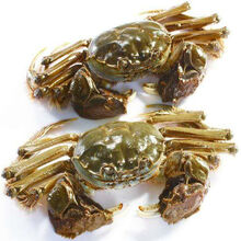 【活蟹】大闸蟹鲜活六月黄公母特大礼盒装 罗菲迪新 大闸蟹(1.8-2.2两)8只