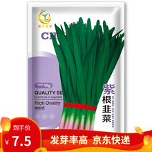 凤鸣雅世 小细韭菜种子红根紫根韭菜种籽独根红韭春季紫根韭菜籽多年生蔬菜种子 阳台盆栽四季蔬菜种孑菜籽 紫根1号紫根韭菜种子10克约2000粒