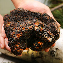 桦树茸桦褐孔菌白桦茸长白山桦树泪桦树茸粉俄罗斯1斤 桦树茸原始整块500克/块