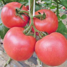 西瓜苗秧8424甜王特大高产水果四季春季农家田园南方蔬菜种子种籽 粉冠番茄苗 6棵 【小时候的味道】