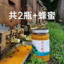 荷花粉新鲜高品质活性天然健康美丽女性食用荷花粉破壁广昌蜂花粉 新鲜荷花粉1000g(送土蜂蜜一斤)