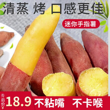天目山小香薯板栗红薯新鲜红蜜薯迷你手指薯烤地瓜现挖现发宝宝辅食界梁山 家庭装大果5斤装（8-14个果）