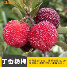 杨梅树苗带土发货宗嫁接东魁南北方种植地栽果当年结果可盆栽地栽 2年苗(丁岙杨梅)嫁接苗包成活 81cm(含)-110cm(含)