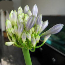 君子兰种子 兰花种子 国花君子兰 新货圆头和尚君子兰种子阳台室内花卉花脸雀兰盆栽 紫花 种子5粒