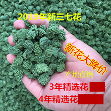 康中尊 三七花云南文山四年花新花非野生50g100g500g田七花三七花茶 19年精选四年三七花500g桶装