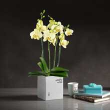 一枝 蝴蝶兰 阿拉西奥Alasio 4梗蝴蝶兰盆栽花卉兰花办公室室内客厅绿植礼品带花淡黄色含盆象牙白方