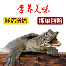 【冷藏发货】甲鱼放养活体王八生鲜活农家中华老鳖特产  科德雅菲 3斤 (2.7-3.3斤)