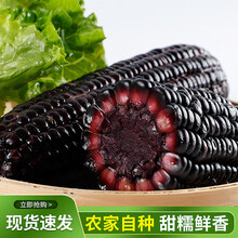 河南新鲜甜黏玉米 真空袋装粘黏苞米 健康轻食 早餐烧烤食材 紫糯玉米（170g-230g）*6根