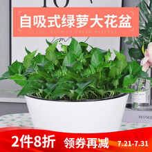 生长魔励 自动吸水白色花盆家用阳台办公室桌面兰花绿萝绿植花卉盆栽文竹芦荟免浇水双层懒人种植盆 特大号-内径29cm（内篮黑白颜色随机）