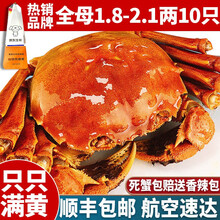 【活蟹】全母蟹爵六月黄1.8-2.1两大闸蟹10只 鲜活生鲜螃现货河蟹活体实物大闸蟹